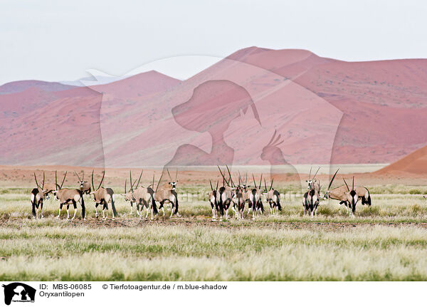 Oryxantilopen / Oryx antelopes / MBS-06085