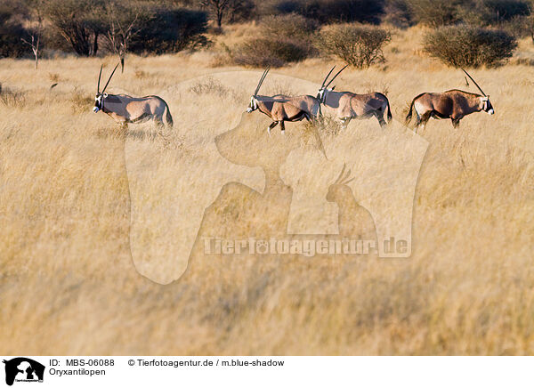 Oryxantilopen / Oryx antelopes / MBS-06088