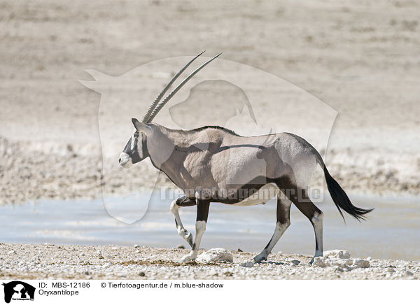 Oryxantilope / Oryx / MBS-12186