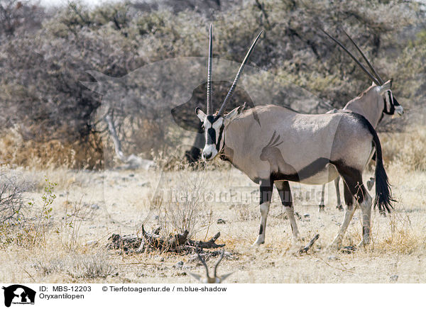 Oryxantilopen / Oryx / MBS-12203