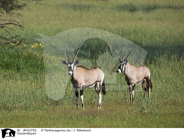 Oryxantilopen / African Oryx / JR-03752
