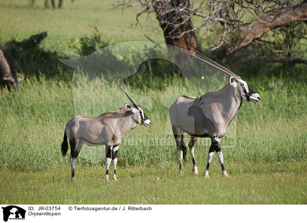 Oryxantilopen / African Oryx / JR-03754