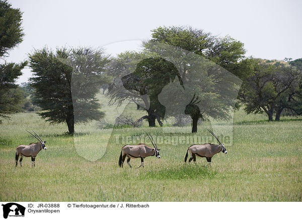 Oryxantilopen / African Oryx / JR-03888