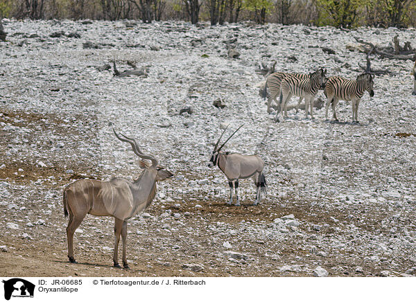 Oryxantilope / JR-06685