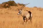 Oryxantilope