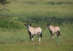 Oryxantilopen