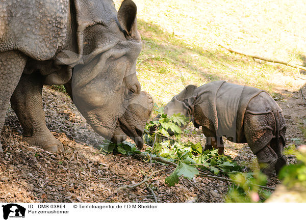 Panzernashrner / great one-horned rhinoceroses / DMS-03864