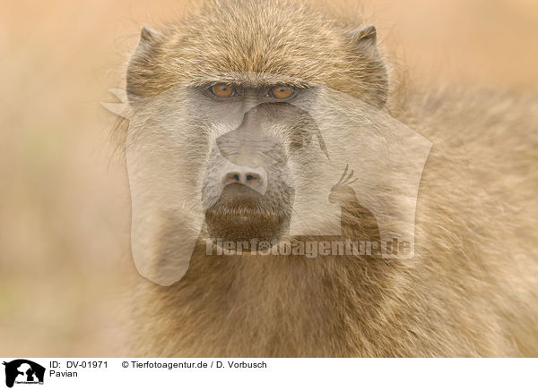 Pavian / baboon / DV-01971