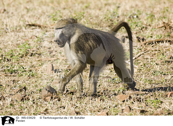 Pavian / baboon / WS-03629