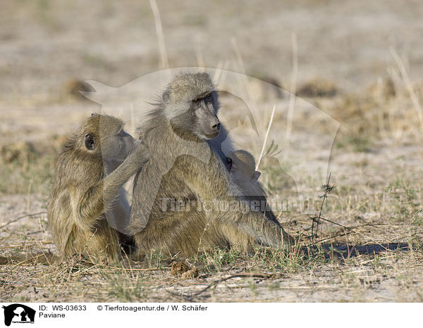 Paviane / baboons / WS-03633