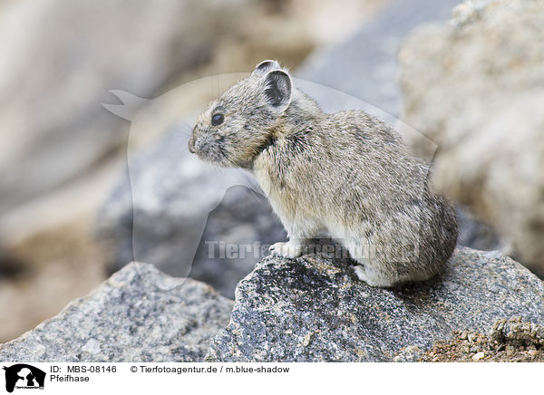 Pfeifhase / Pika / MBS-08146