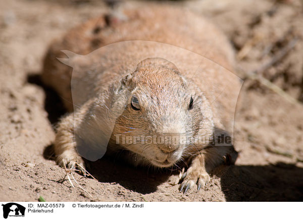 Prriehund / prairie dog / MAZ-05579