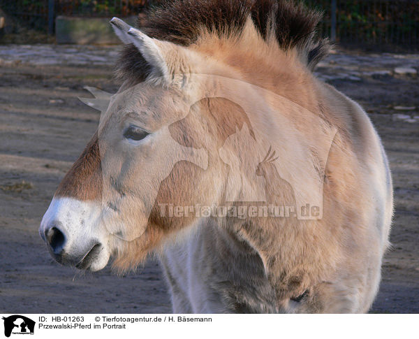 Przewalski-Pferd im Portrait / horse portrait / HB-01263