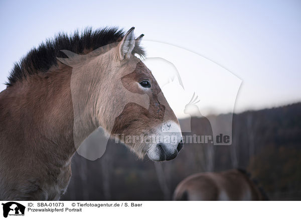Przewalskipferd Portrait / Asian Wild Horse portrait / SBA-01073