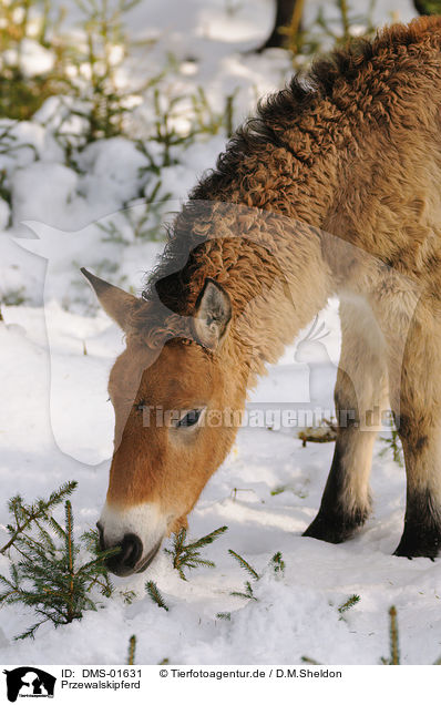 Przewalskipferd / Przewalski's horse / DMS-01631