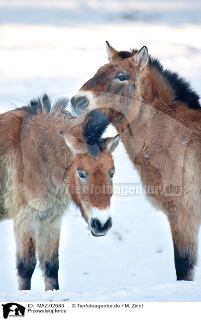 Przewalskipferde / Asian wild horses / MAZ-02683