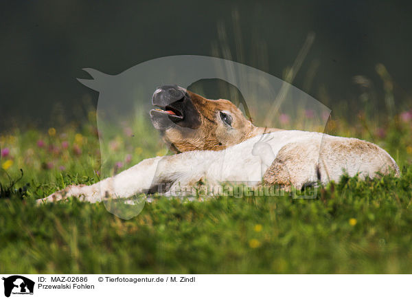 Przewalski Fohlen / Asian wild horse foal / MAZ-02686