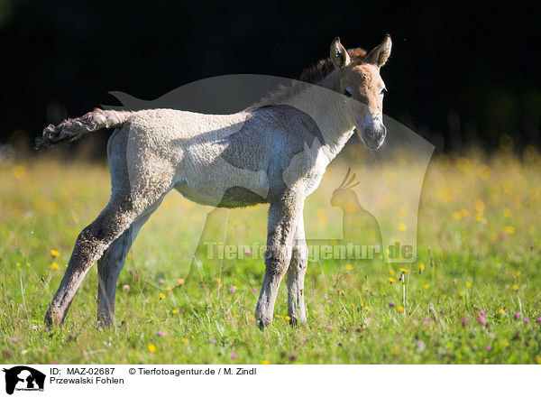 Przewalski Fohlen / Asian wild horse foal / MAZ-02687