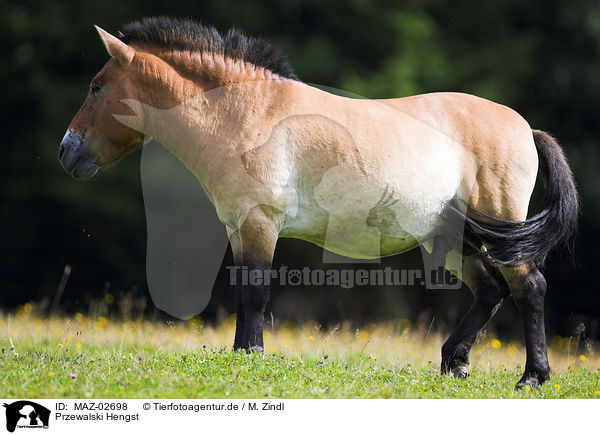 Przewalski Hengst / Asian wild horse stallion / MAZ-02698