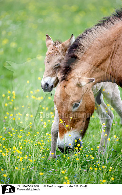 Przewalskipferde / Asian wild horses / MAZ-02708