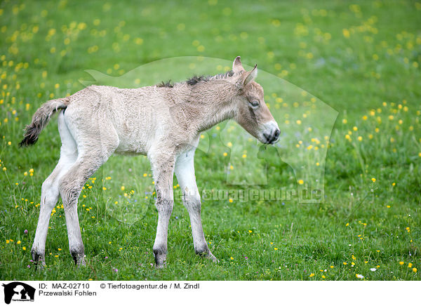 Przewalski Fohlen / Asian wild horse foal / MAZ-02710