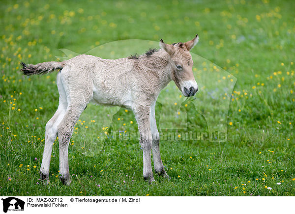 Przewalski Fohlen / Asian wild horse foal / MAZ-02712