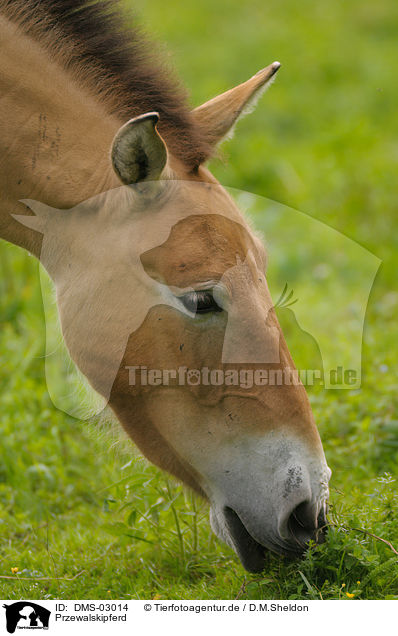 Przewalskipferd / Przewalski horse / DMS-03014