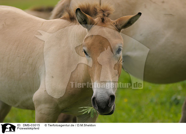 Przewalskipferd / Przewalski horse / DMS-03015