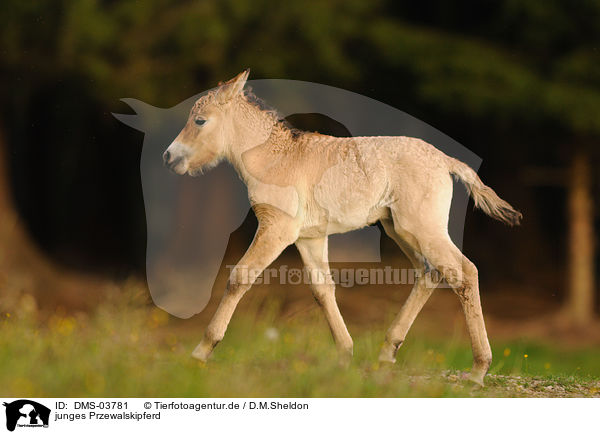 junges Przewalskipferd / young Przewalskis horse / DMS-03781