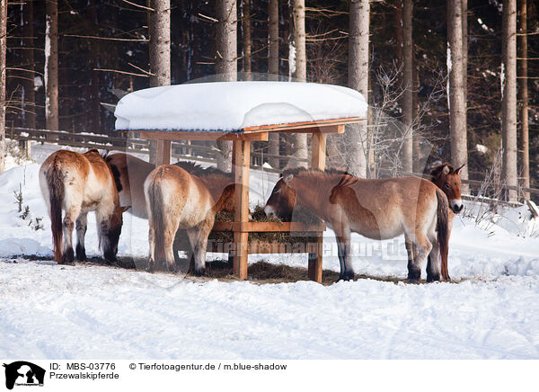 Przewalskipferde / Przewalski horses / MBS-03776