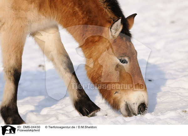 Przewalskipferd / Przewalski horse / DMS-04430