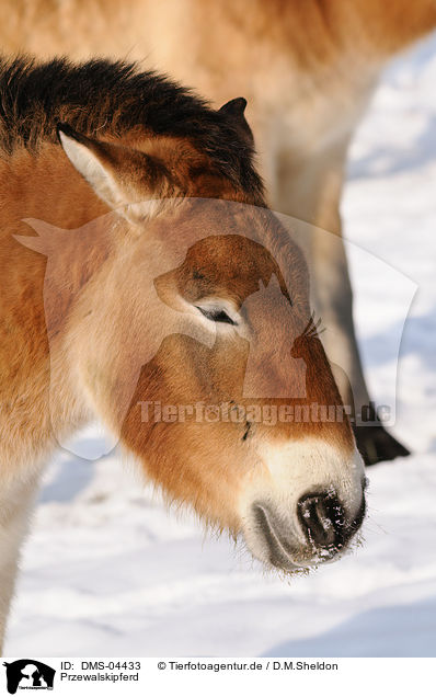 Przewalskipferd / Przewalski horse / DMS-04433