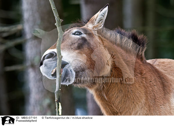 Przewalskipferd / Przewalski wild horse / MBS-07191