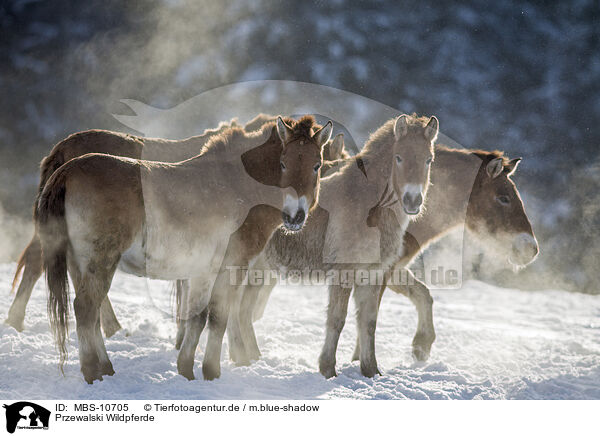 Przewalski Wildpferde / Przewalski's Horses / MBS-10705
