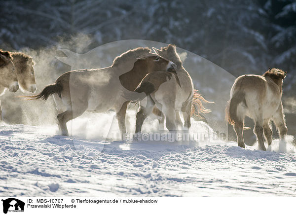 Przewalski Wildpferde / Przewalski's Horses / MBS-10707