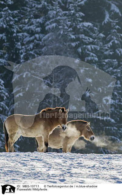 Przewalski Wildpferde / Przewalski's Horses / MBS-10711