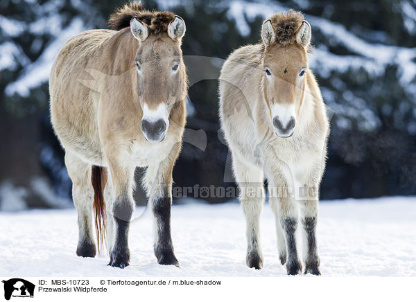 Przewalski Wildpferde / Przewalski's Horses / MBS-10723