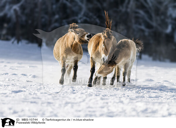 Przewalski Wildpferde / Przewalski's Horses / MBS-10744