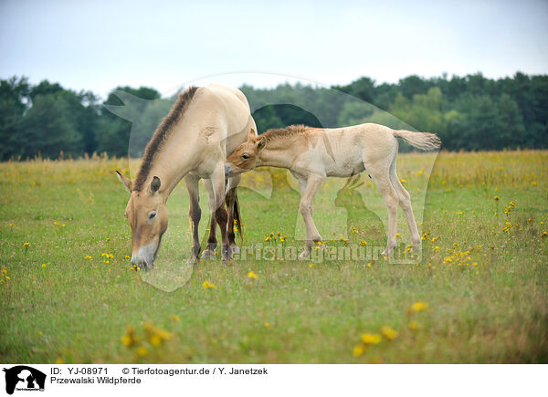 Przewalski Wildpferde / Przewalski's Horses / YJ-08971