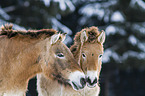 Przewalski Wildpferde