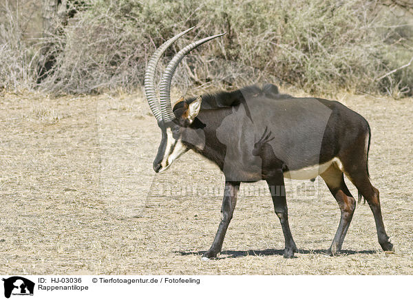 Rappenantilope / sable antelope / HJ-03036
