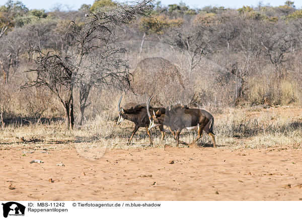 Rappenantilopen / sable antelopes / MBS-11242