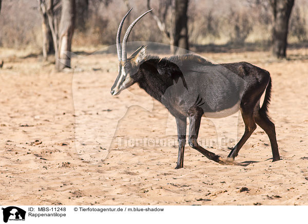 Rappenantilope / sable antelope / MBS-11248