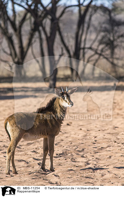 Rappenantilope / sable antelope / MBS-11254