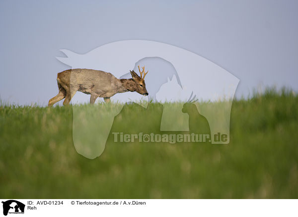 Reh / roe deer / AVD-01234