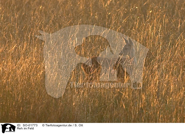 Reh im Feld / roe deer in field / SO-01773