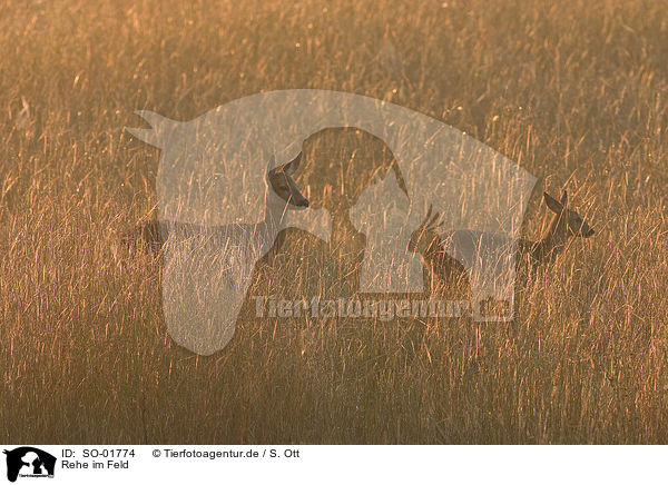 Rehe im Feld / roe deers in field / SO-01774