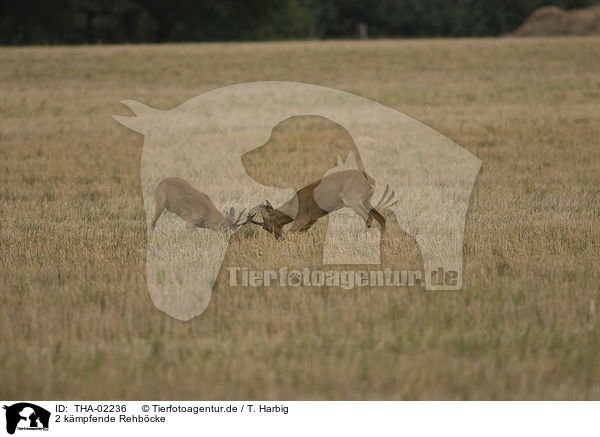 2 kmpfende Rehbcke / 2 fighting male deer / THA-02236