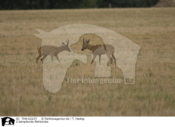 2 kmpfende Rehbcke / 2 fighting male deer / THA-02237