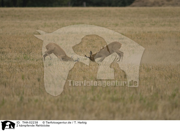 2 kmpfende Rehbcke / 2 fighting male deer / THA-02238